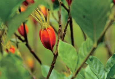 公司主营天然色素、富色食品、植物提取物产品